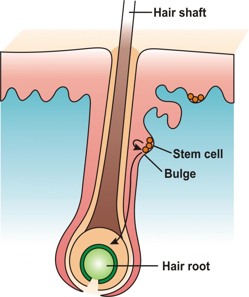 Stem Cell Treatment for Hair Loss