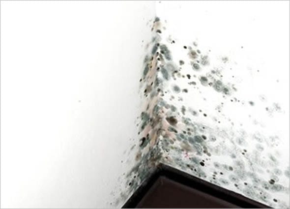 WHAT IS MOLD