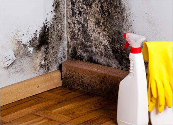 WORSE FOR BLACK MOLD