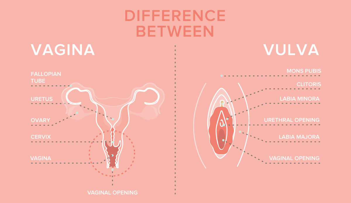 Vulva vs Vagina